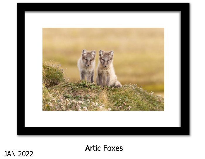 Artic Foxes Wall Art Print